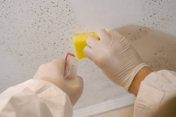 Best Black Mold Removal  in USA